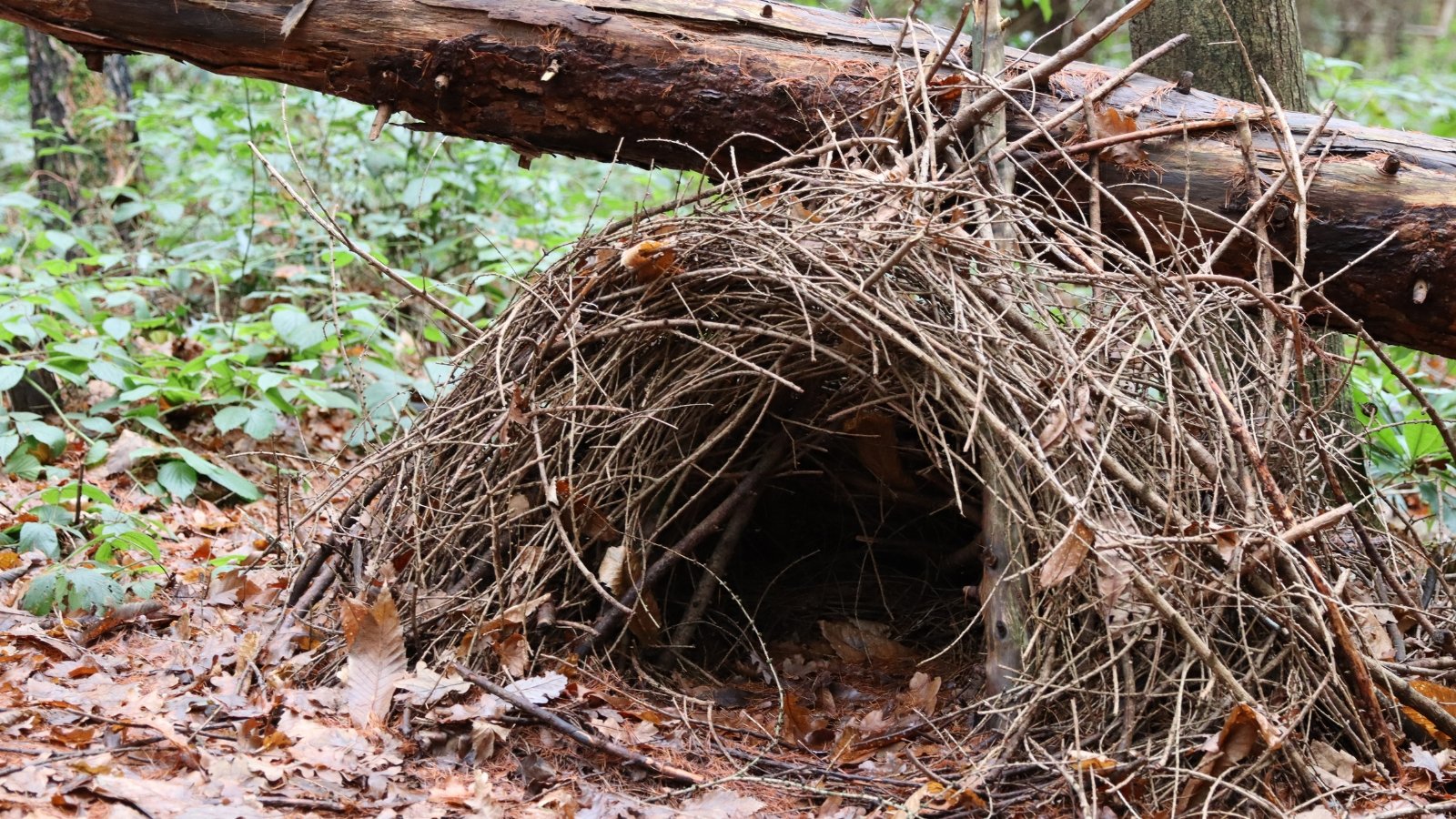 A carefully arranged pile of twigs and branches forms a small, shelter-like structure on the forest floor, surrounded by scattered leaves and undergrowth.