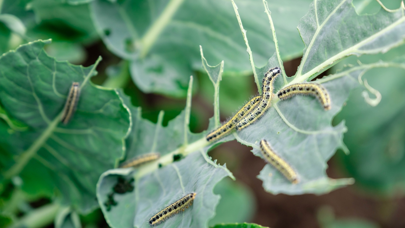 Cutworms are plump, smooth, and brown-gray caterpillars that curl into a "C" shape on broad blue-green leaves.