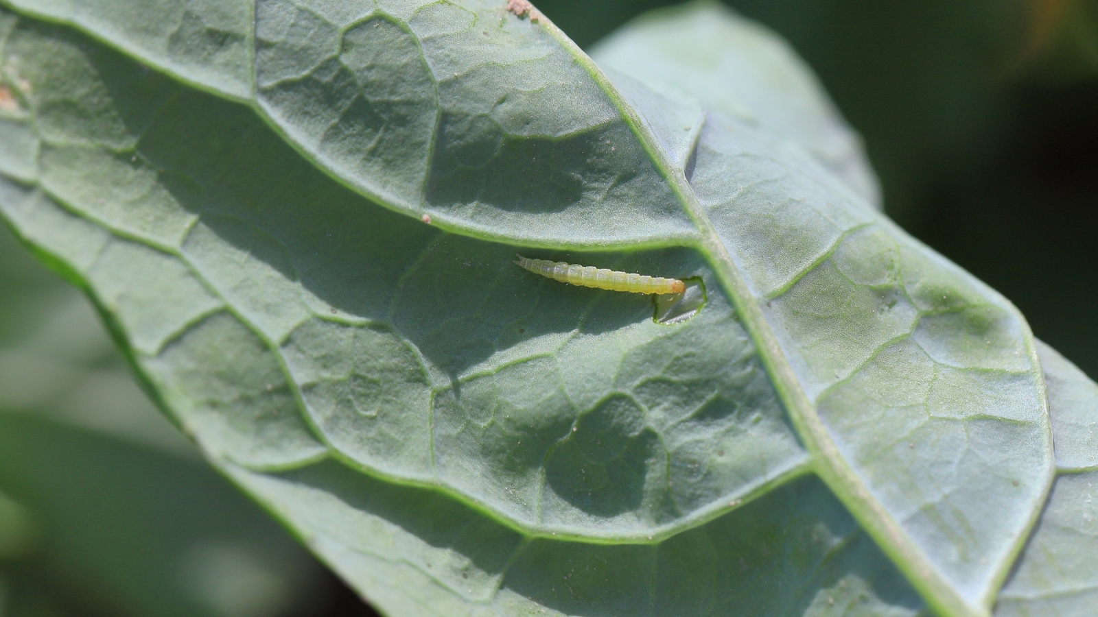 Tiny green caterpillar with pointed end chews irregular holes in the foliage.