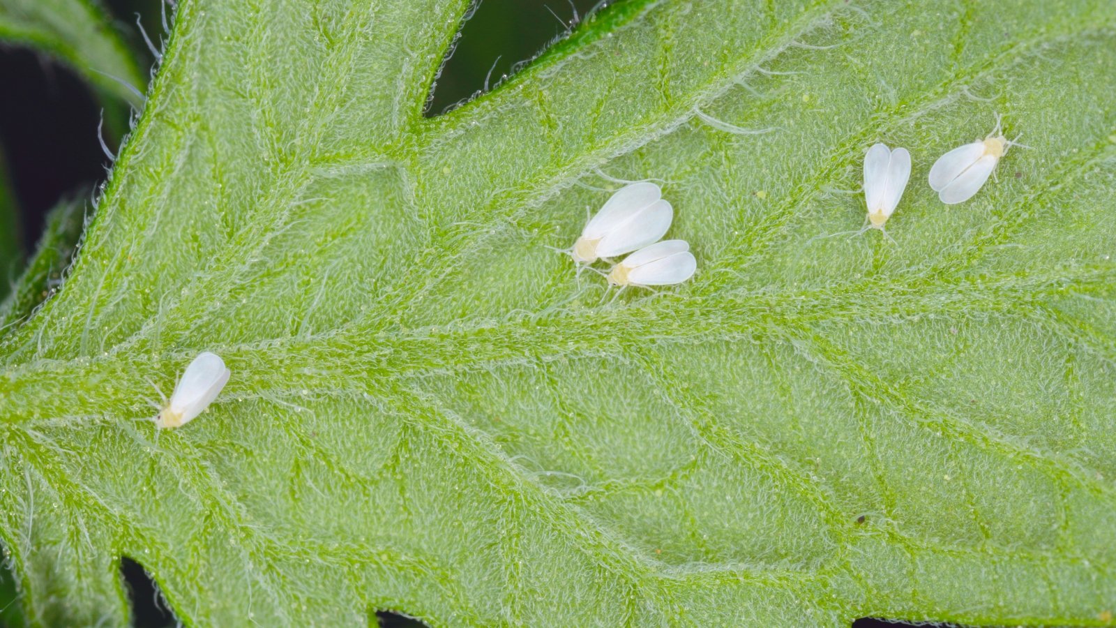 Whiteflies appear as tiny, white, winged insects clustered on the underside of the chrysanthemum leaf, leaving behind a powdery residue.
