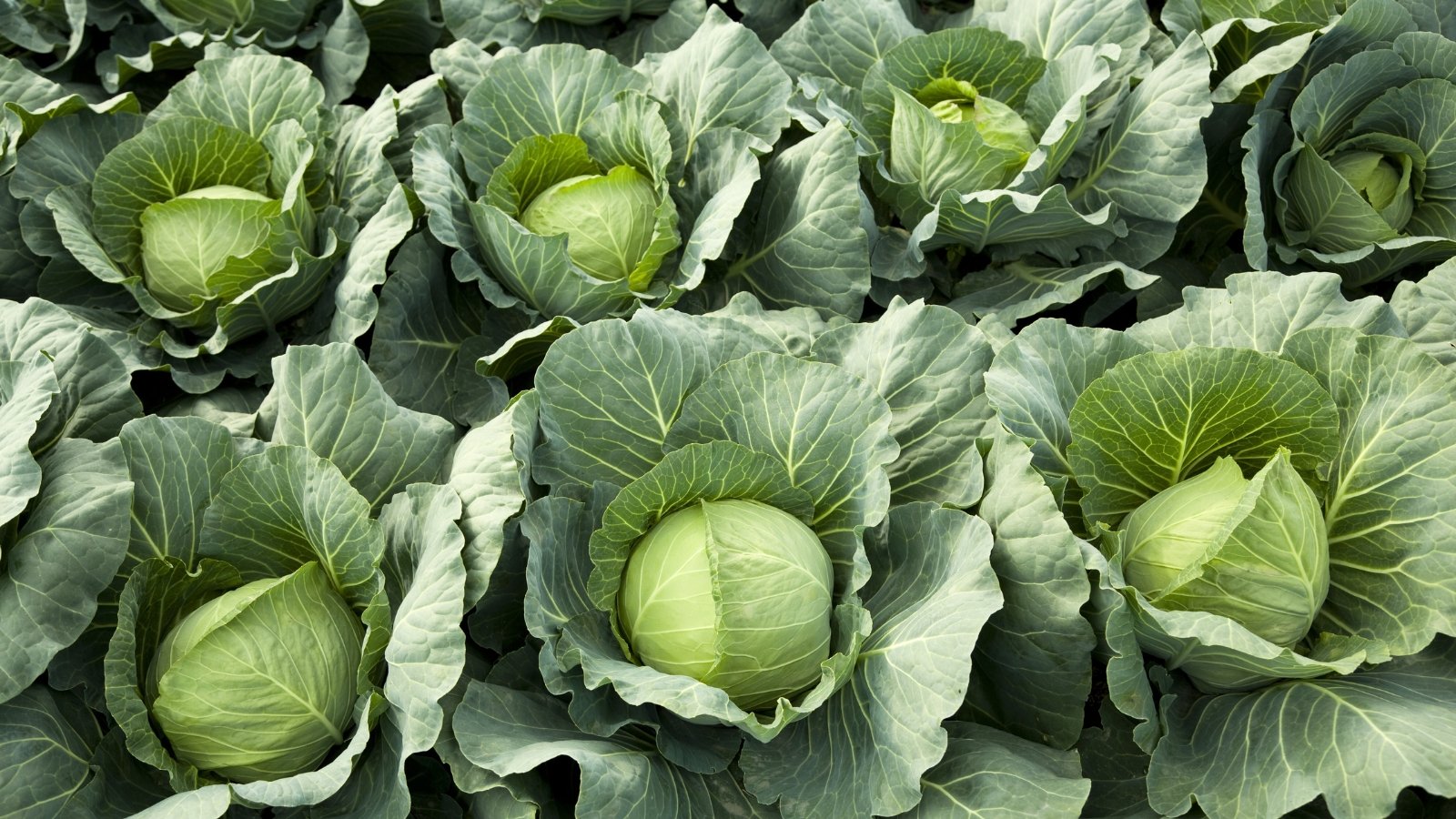 Dense, round heads with tightly packed, crinkled leaves form a pale green, waxy exterior.
