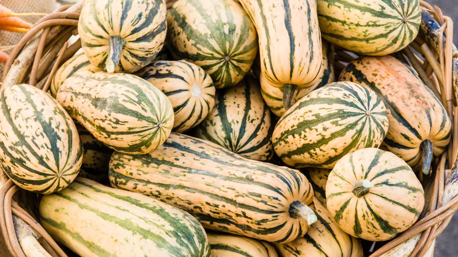 Oblong, cream-colored fruits with green stripes are freshly picked and gathered in a large basket.