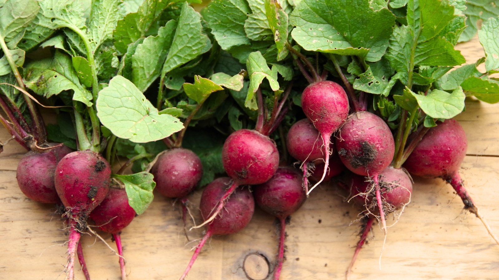 Freshly picked, round, bright red roots with crisp white interiors sit above short, lush green tops on a wooden surface.
