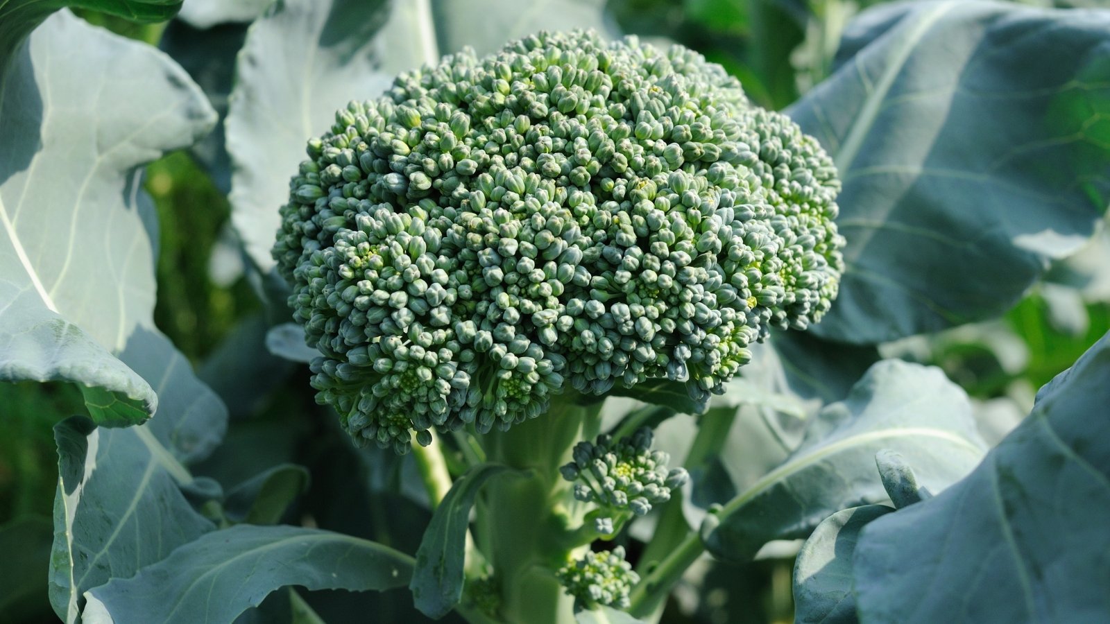 A compact cluster of dark green, tender florets forms atop a tall stem with narrow, serrated leaves.