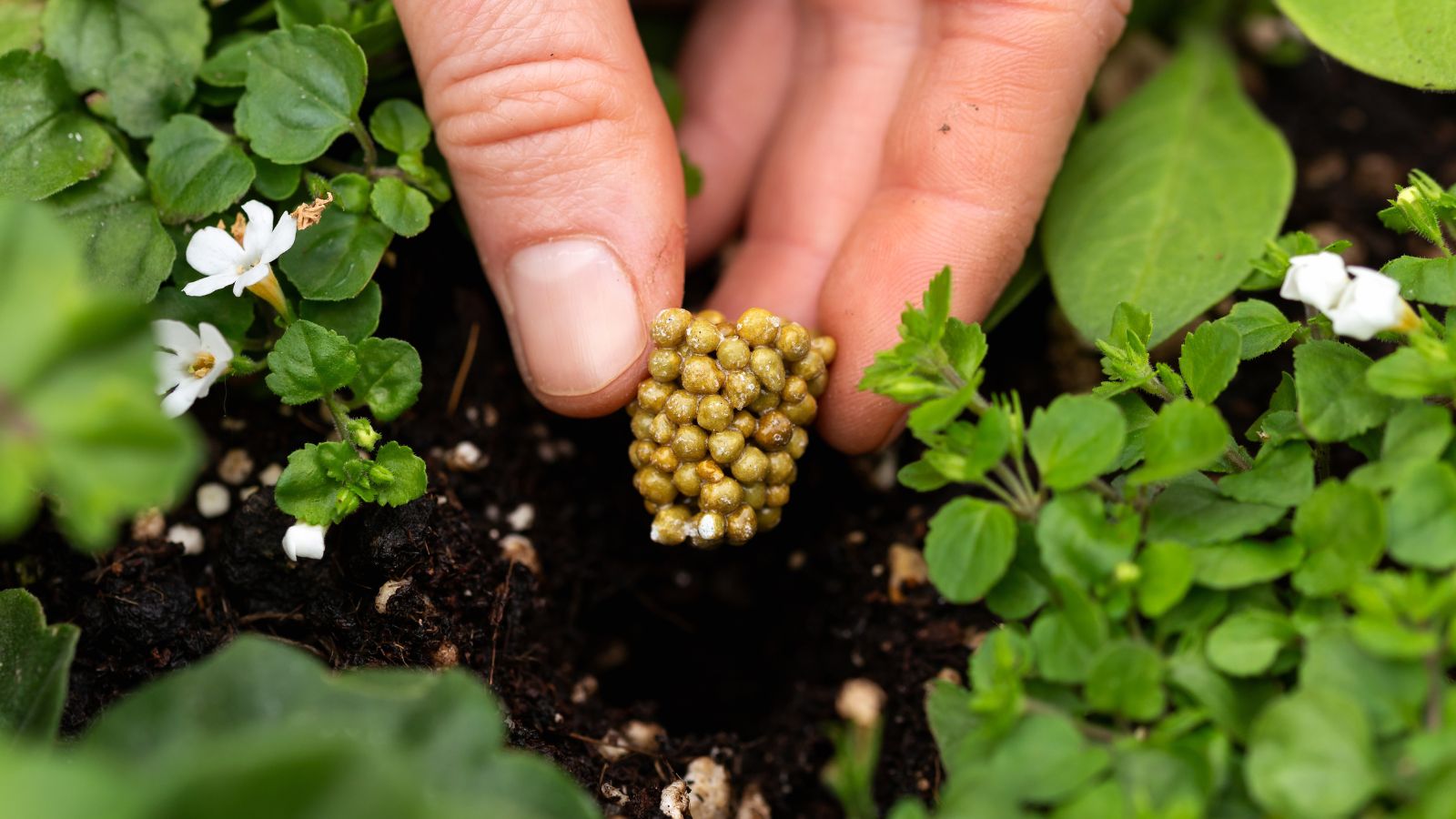 A person adding a slow release osmocote fertilizer to the plant soil.