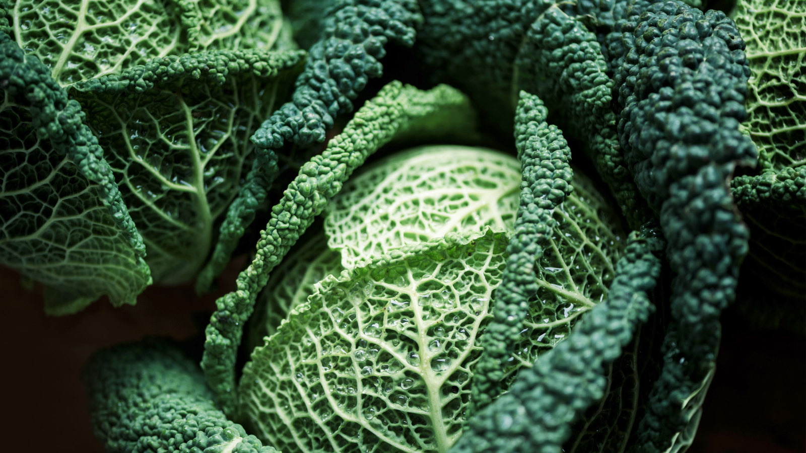 A crinkly savoy cabbage sits nestled among green leaves, showing a gradual color change from the center outward.