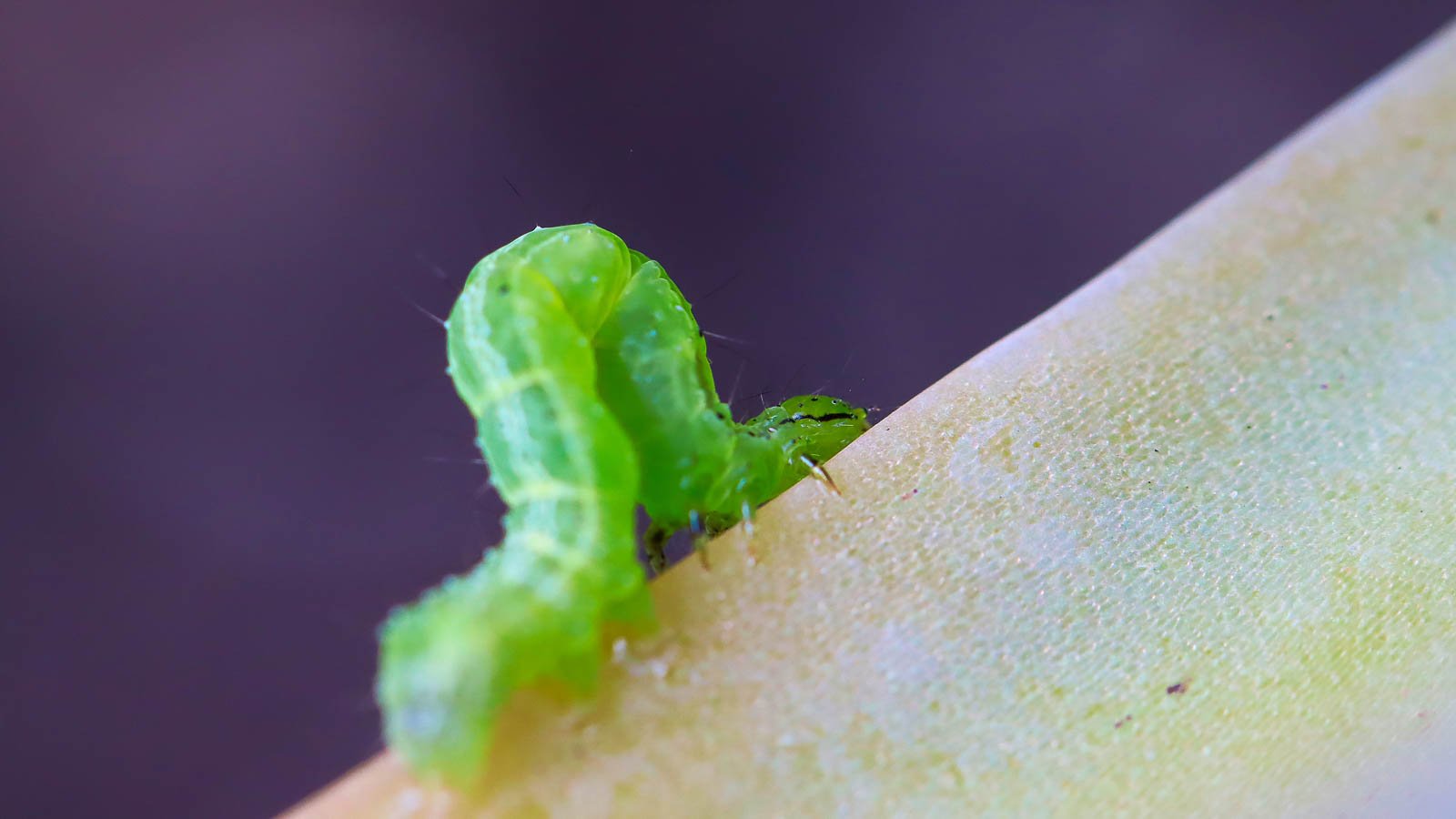 A bright orange cabbage looper crawling on top of a stem.