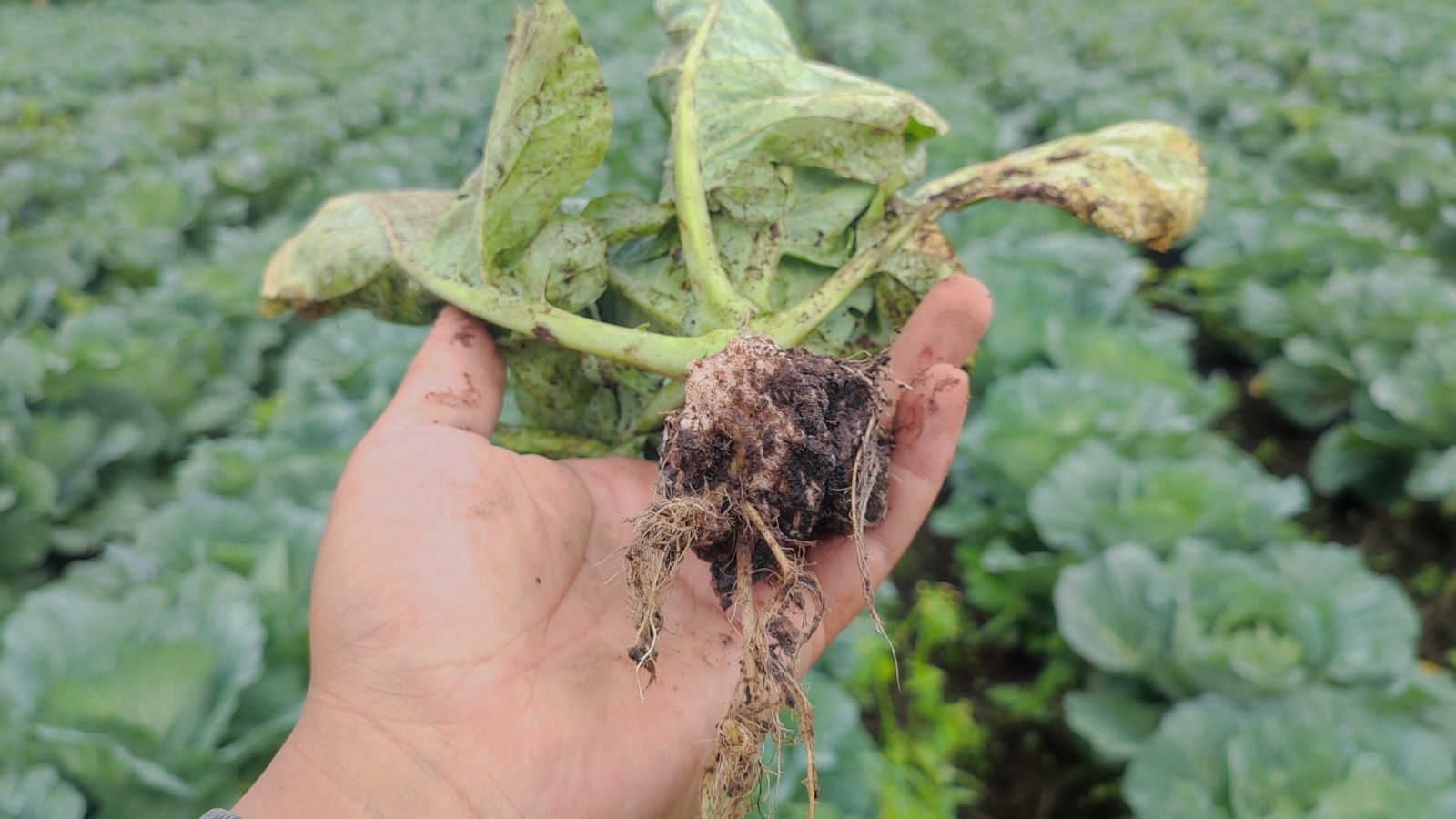 A plant with vivid green leaves infected with clubroot, with rows of crops showing in the background