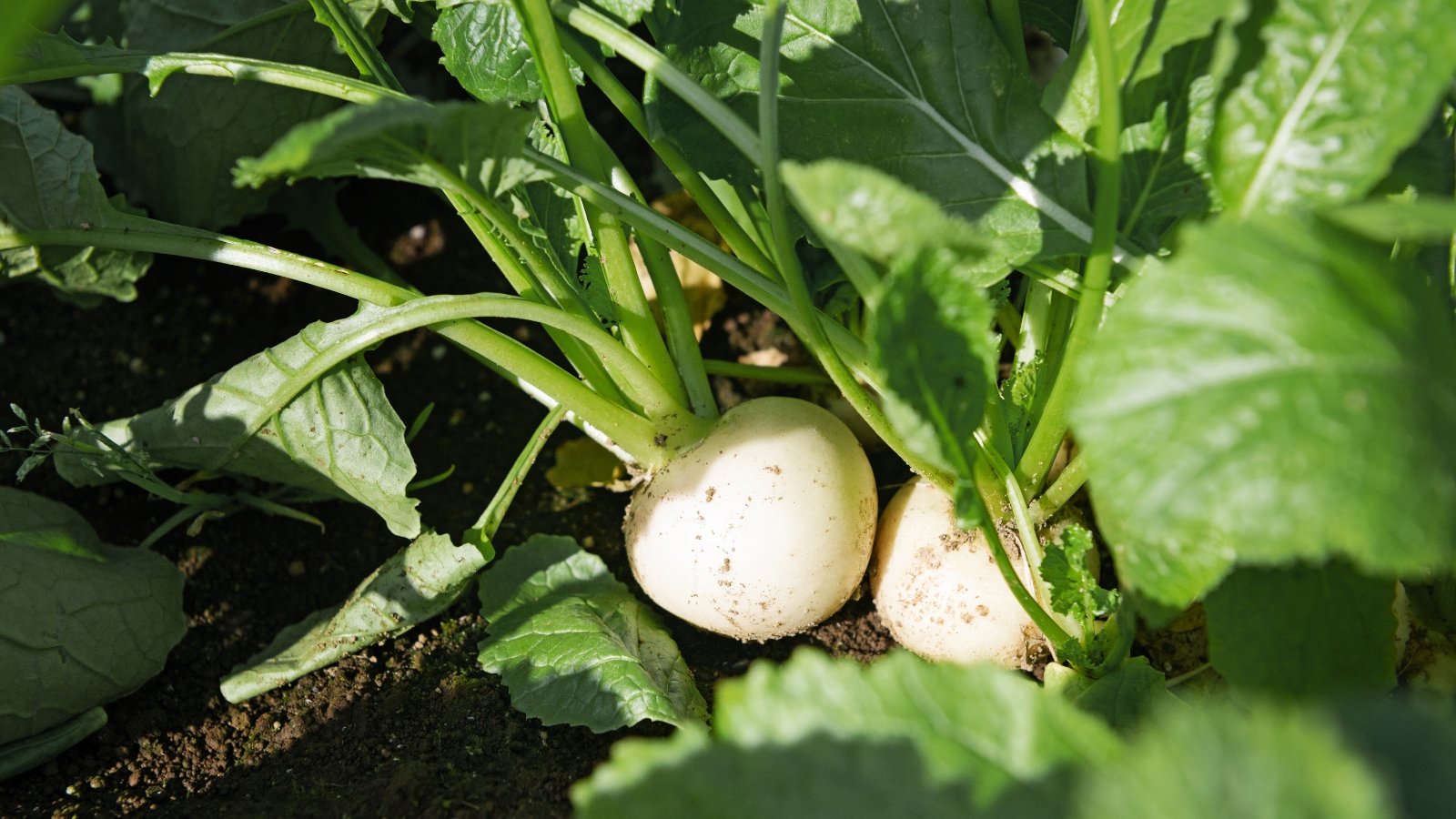The plant features smooth, round white roots, topped with lush, green foliage that grows close to the ground.