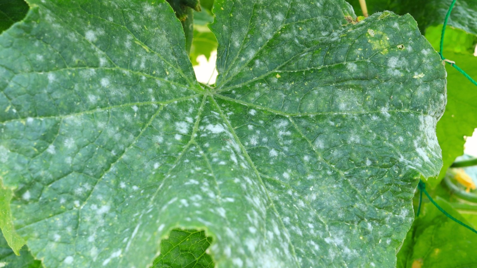 The large, palmate leaf is dark green with finely serrated edges, covered in grayish powdery spots caused by powdery mildew.