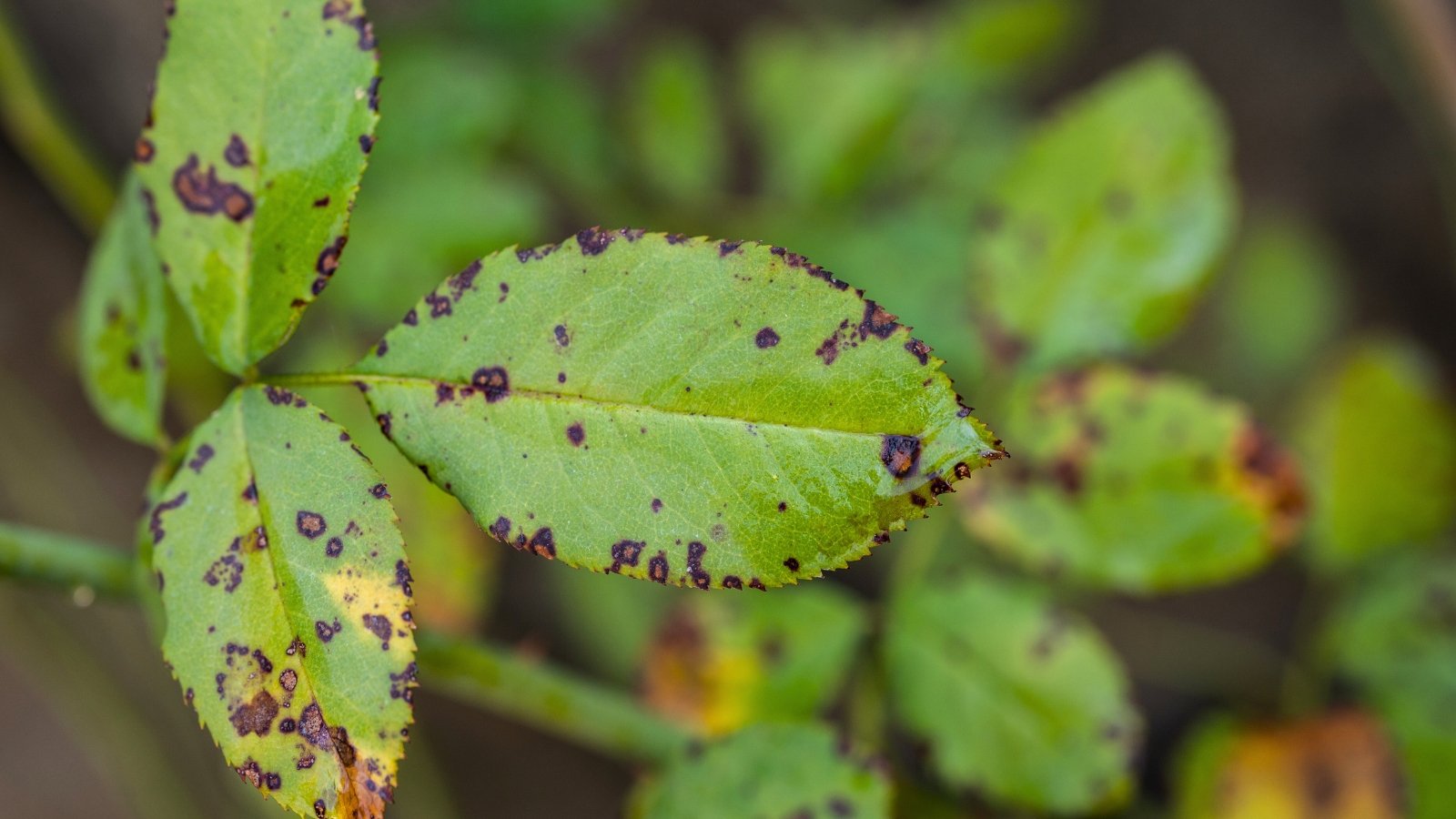 Fungal rose black spot manifests as circular black spots with fringed edges on rose leaves, surrounded by yellowing tissue.