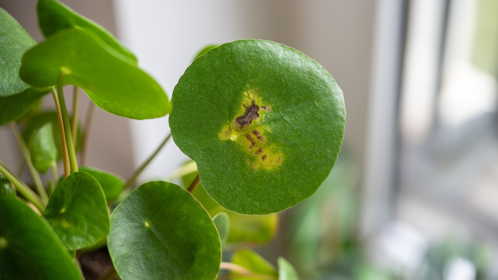 A closeup of a Pilea peperomioides leaf reveals its round, glossy green surface marred by scattered brown spots, with a slightly sunken appearance.