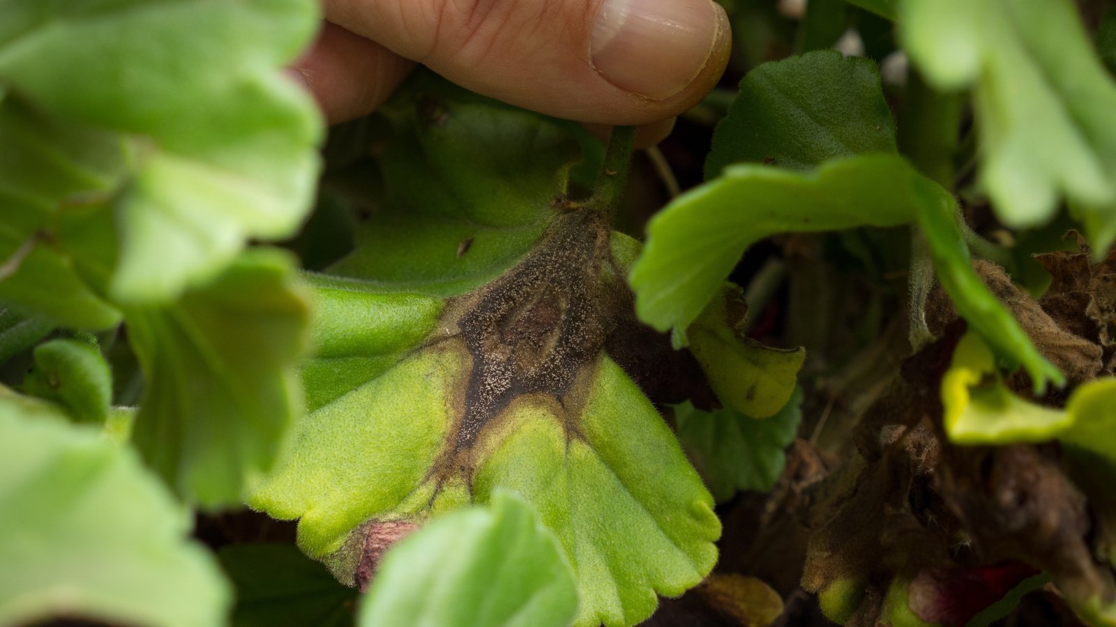 A Pelargonium infected by Botrytis shows wilting leaves with brown, mushy spots on stems, signaling fungal decay.