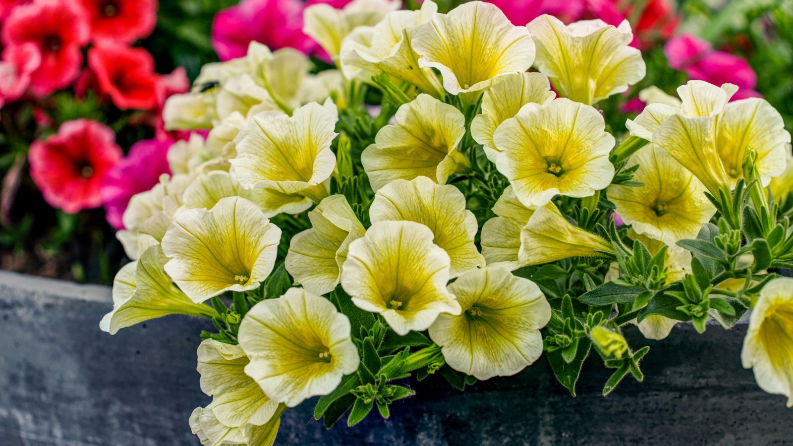 Yellow flowers with markings, looking like lines on the petals, surrounded by deep green leaves, placed in a wooden container