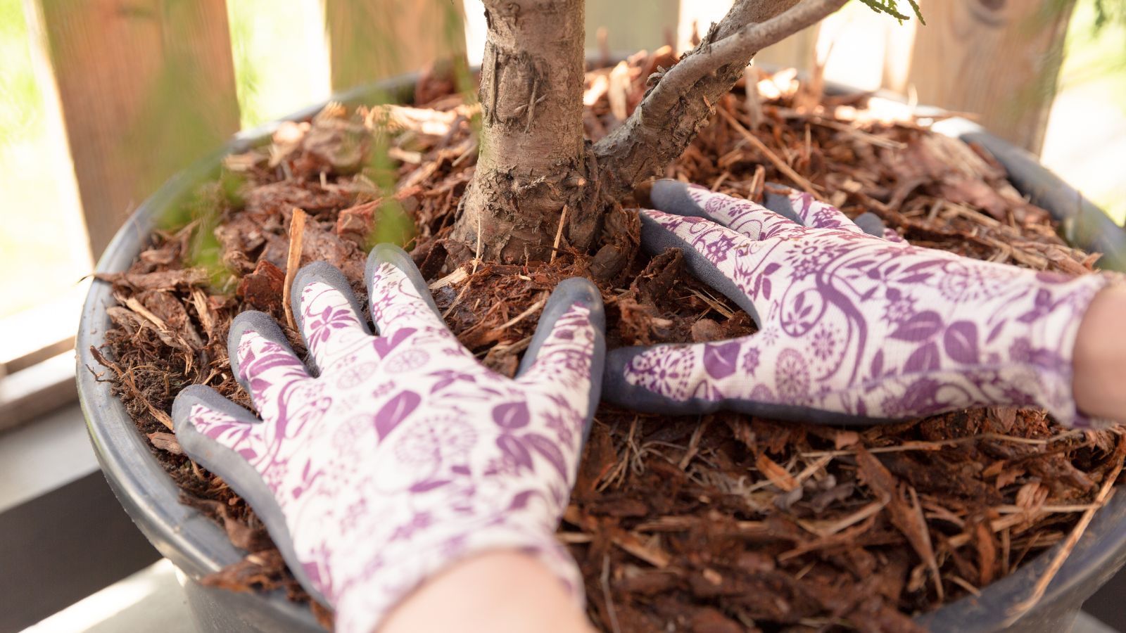 Someone wearing gloves pressing down leaf mulch on top of soil of a plant in a pot