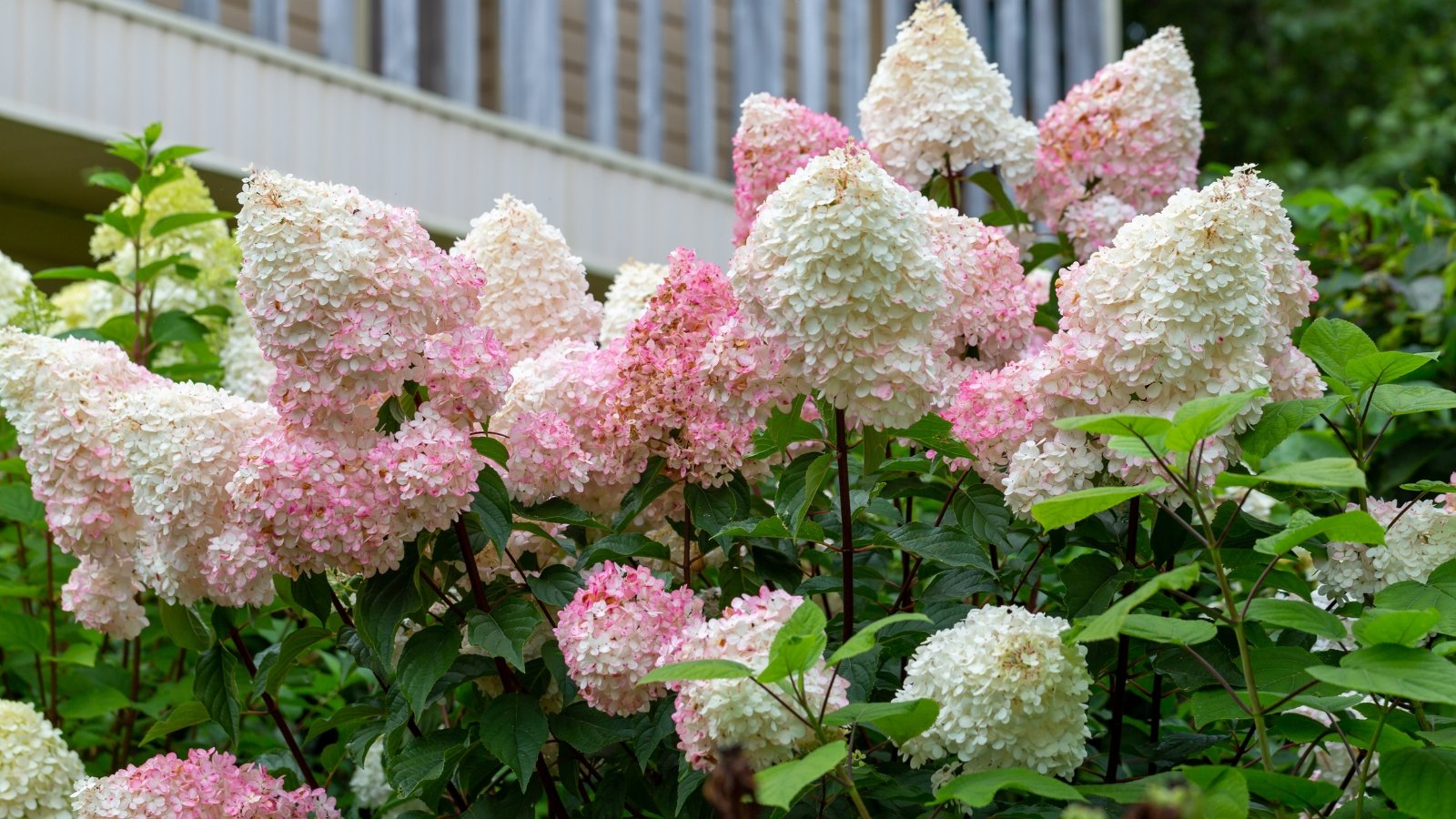 Tall, conical flower clusters transition from white to pale pink, creating a gradient effect, with delicate, elongated petals and a backdrop of sturdy green leaves.