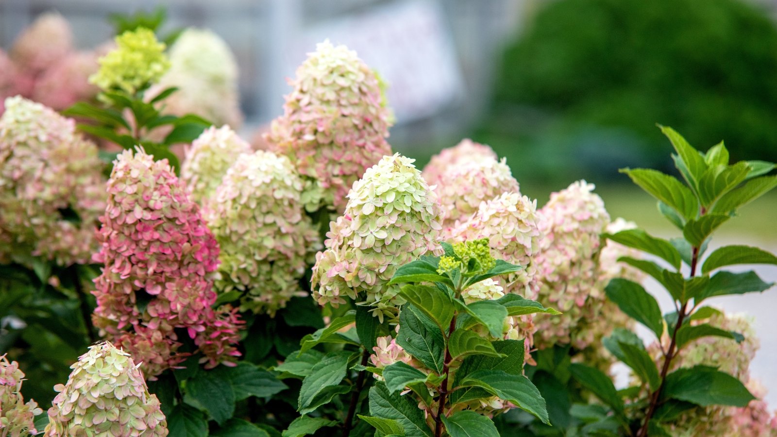 Large, conical clusters of white flowers with subtle blush pink hues cascade gracefully, with each bloom densely packed, standing against a background of rich green leaves.