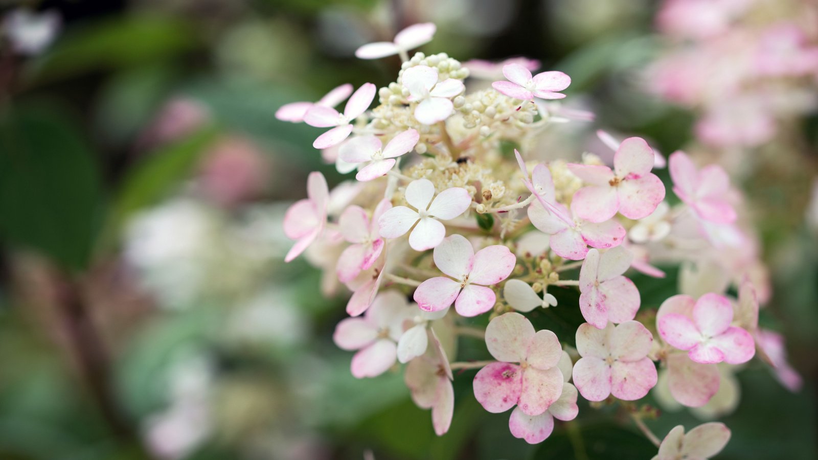 Conical flower clusters blend creamy white and blush pink hues, each petal slightly rounded and delicate, creating a gradual color transition against a blurred background of lush green leaves.