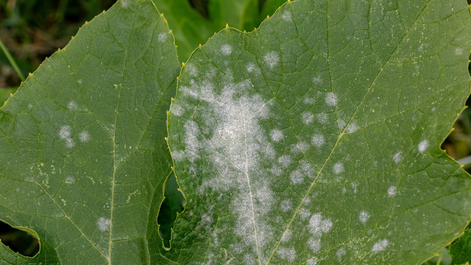 Green plant surface developing white patches, starting near the veins that appear light yellow with other greens in the background