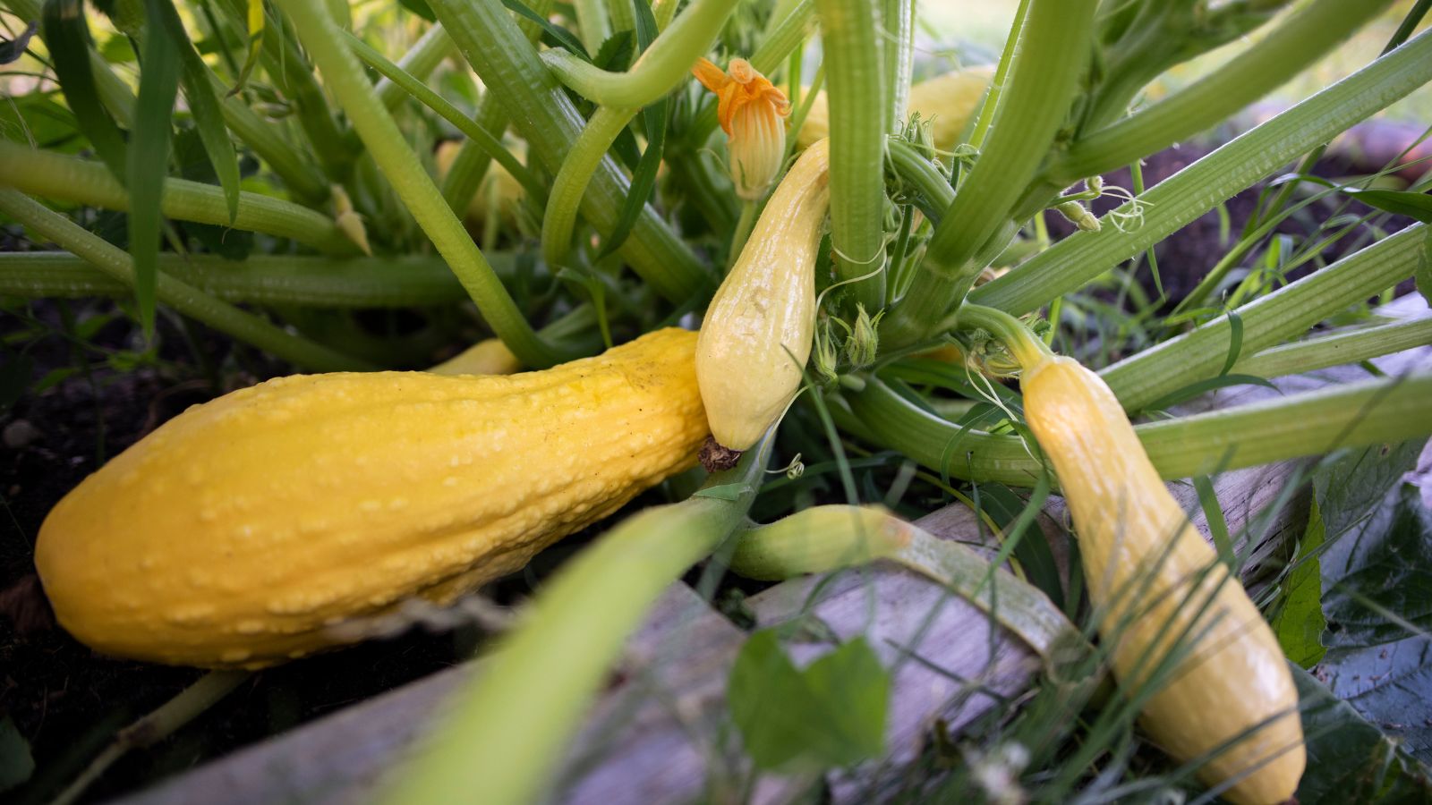 Bright yellow crops still attached to the plant with vivid light green color, showing stalks and leaves in dark brown soil