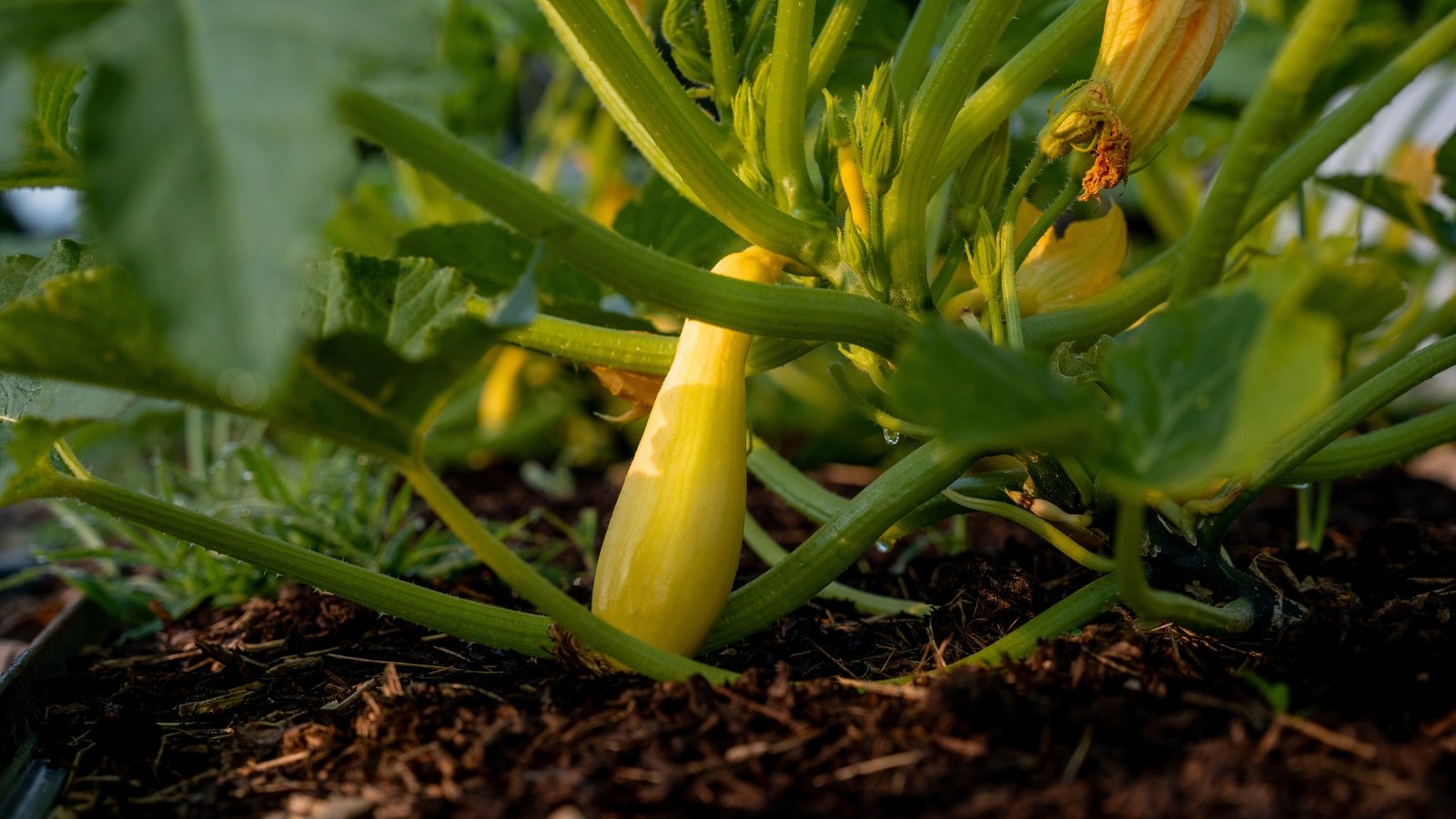 A close-up of a vivid yellow squash growing on a lush green plant with large leaves.