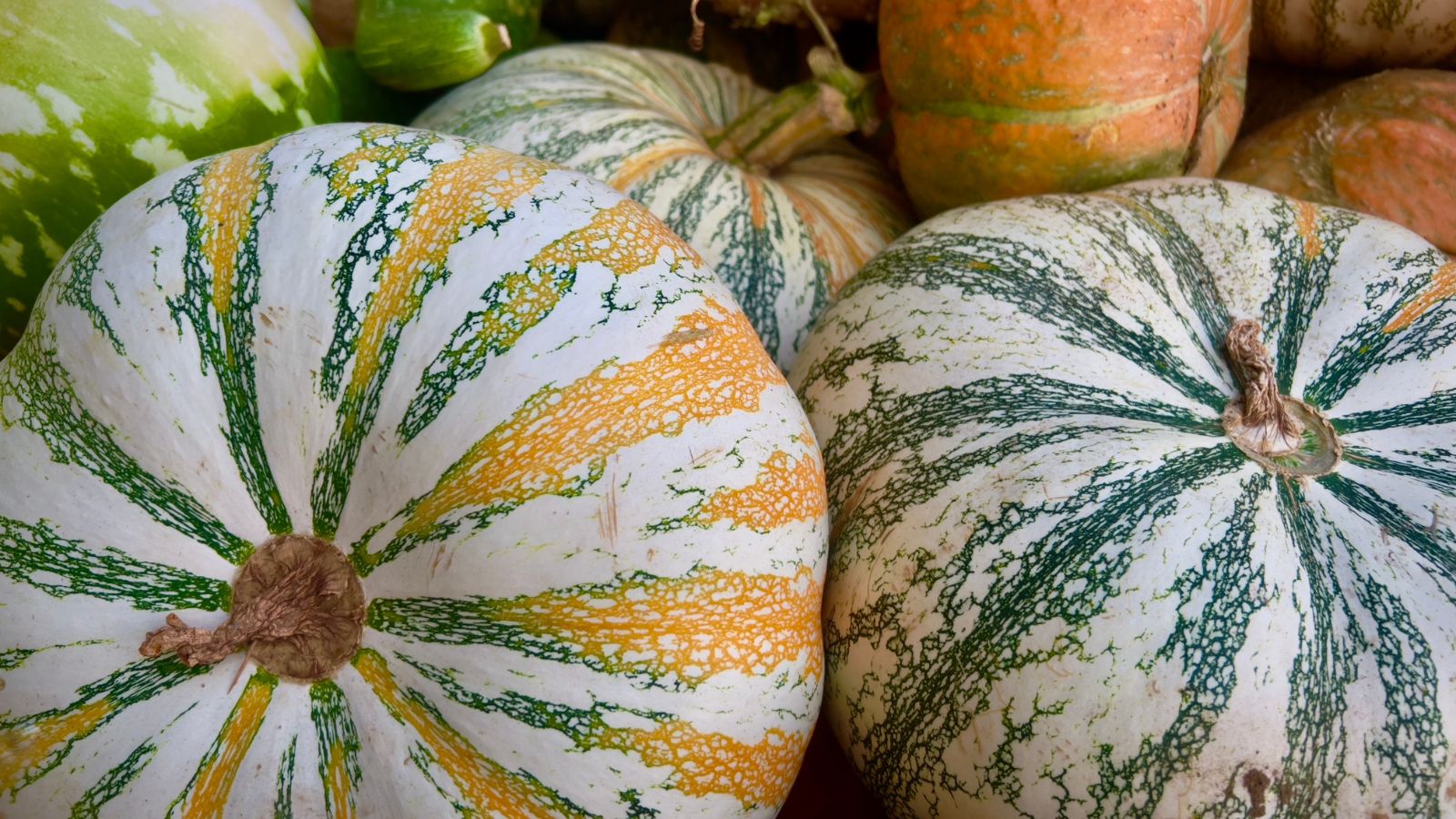 A close up shot of various hybrid vegetable crops with various patterns and colors ranging from orange, white, and green.