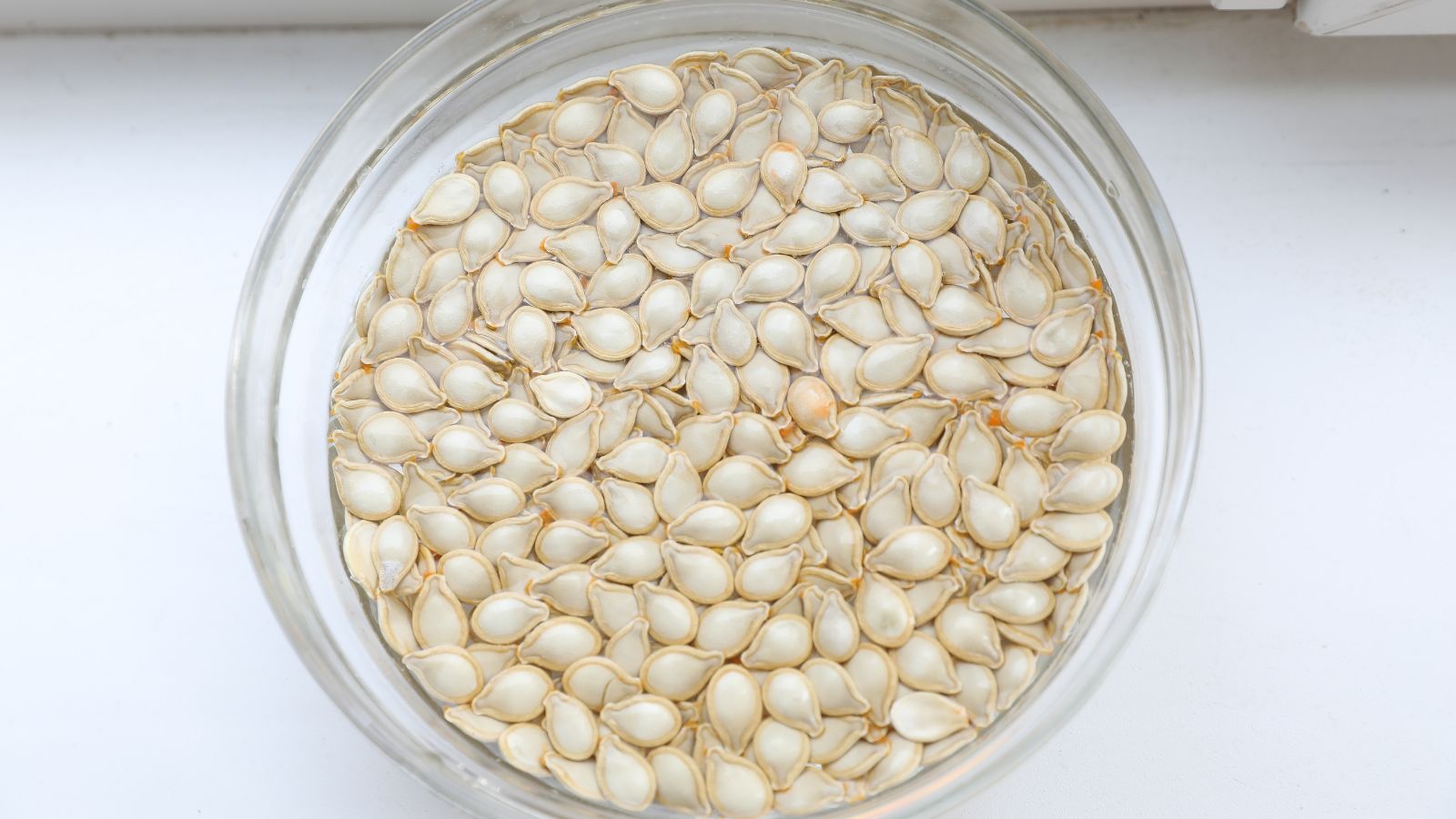 A top view shot of a vegetable crop's germ soaking in water on top of a wooden surface in a bright well lit area.