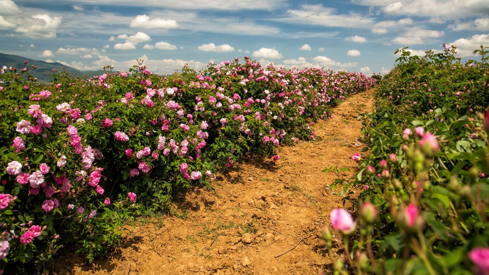 A shot of a beautiful field of pink flowers and their respective shrubs with a dirt pathway in the middle in a well lit area outdoors