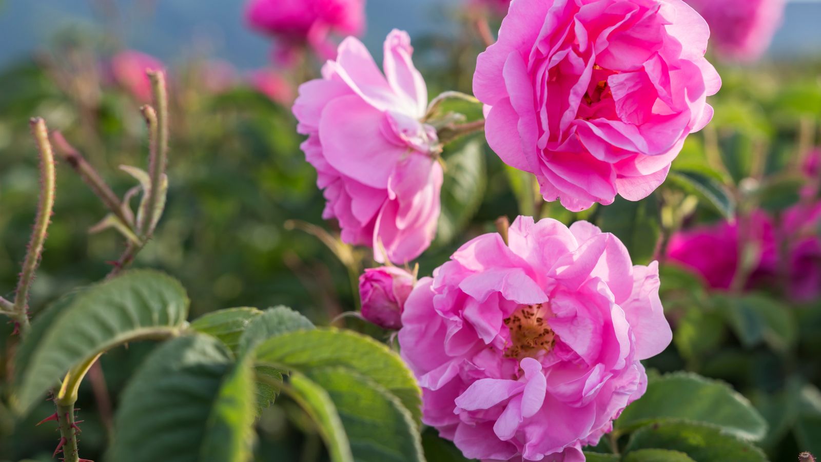 A focused shot of a small group of bright pink flowers showcasing their velvety and layered petals, sturdy thorny stems and green leaves situated in a well it are outdoors