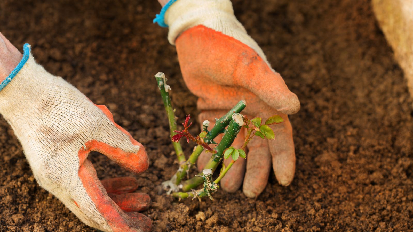 A focused shot of a person's hand wearing white and orange garden gloves inspecting flower seedlings placed in a rich soil outdoors