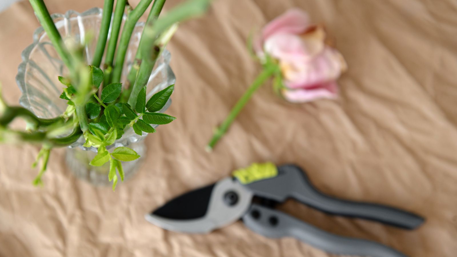 A top view shot of a pink rose cuttings, where the cuttings of softwood stems placed in a glass gar with the garden pruner and pink flower both blurred in the background placed on top of a surface lined with brown paper.