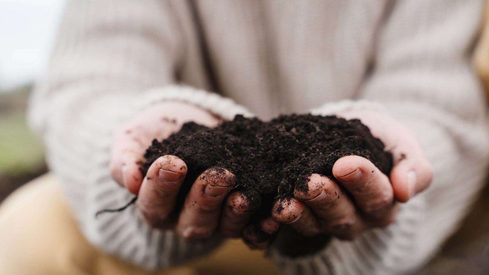 Close-up of farmer's hands holding fresh black soil against blurred background. The woman is wearing a white sweater. The soil is black, loose, slightly moist.