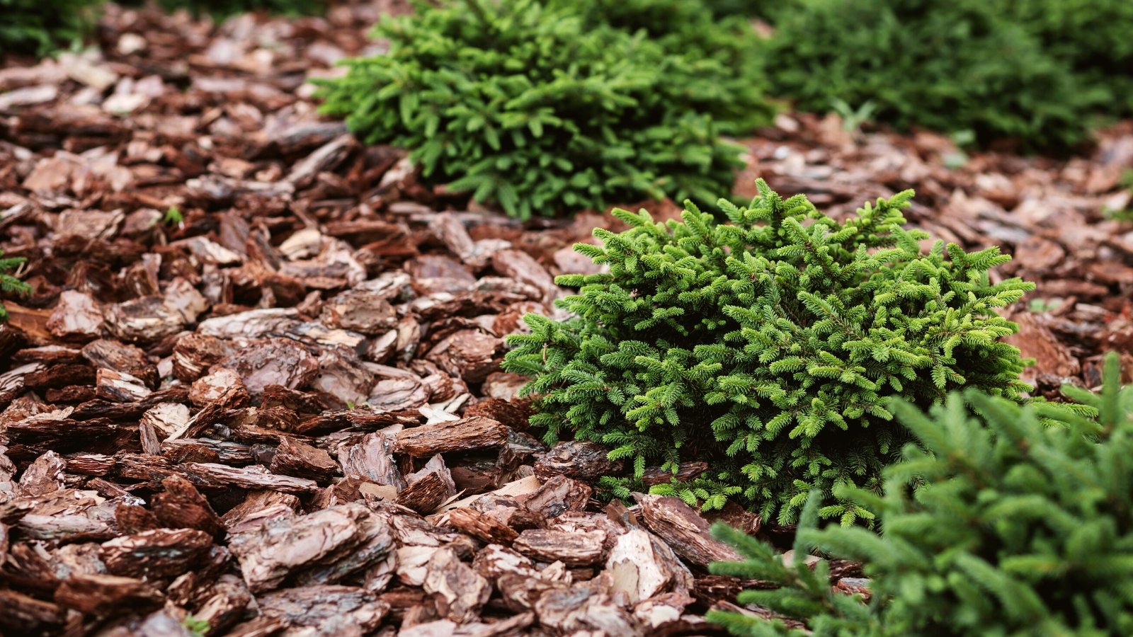 Young fir trees grow in a garden bed with wood bark mulch. Wood bark mulch is a natural ground covering material composed of shredded or chipped bark from various tree species. It appears as coarse, irregularly shaped pieces of varying sizes and colors.