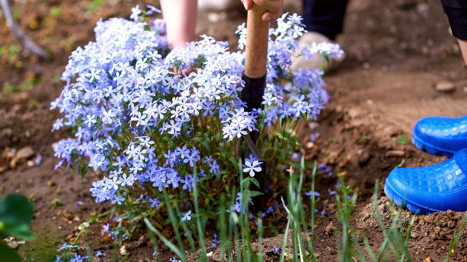 Close-up of a gardener digging a Blue phlox plant in the garden. Blue phlox is a charming herbaceous perennial known for its delicate, star-shaped flowers. The plant forms clumps of slender stems adorned with lance-shaped leaves that are dark green and glossy. Blue phlox produces clusters of fragrant, five-petaled flowers in shades of soft lavender-blue.