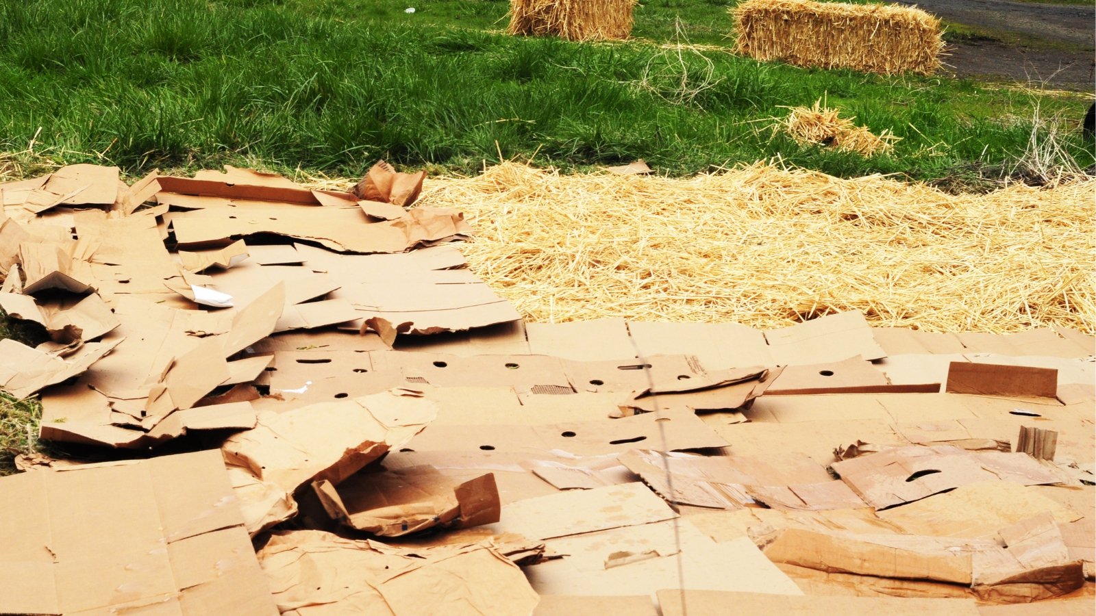 Straw and cardboard being used for sheet mulching. A layer of mulch covers part of the garden bed. The other part of the bed is covered with a layer of cardboard sheets.