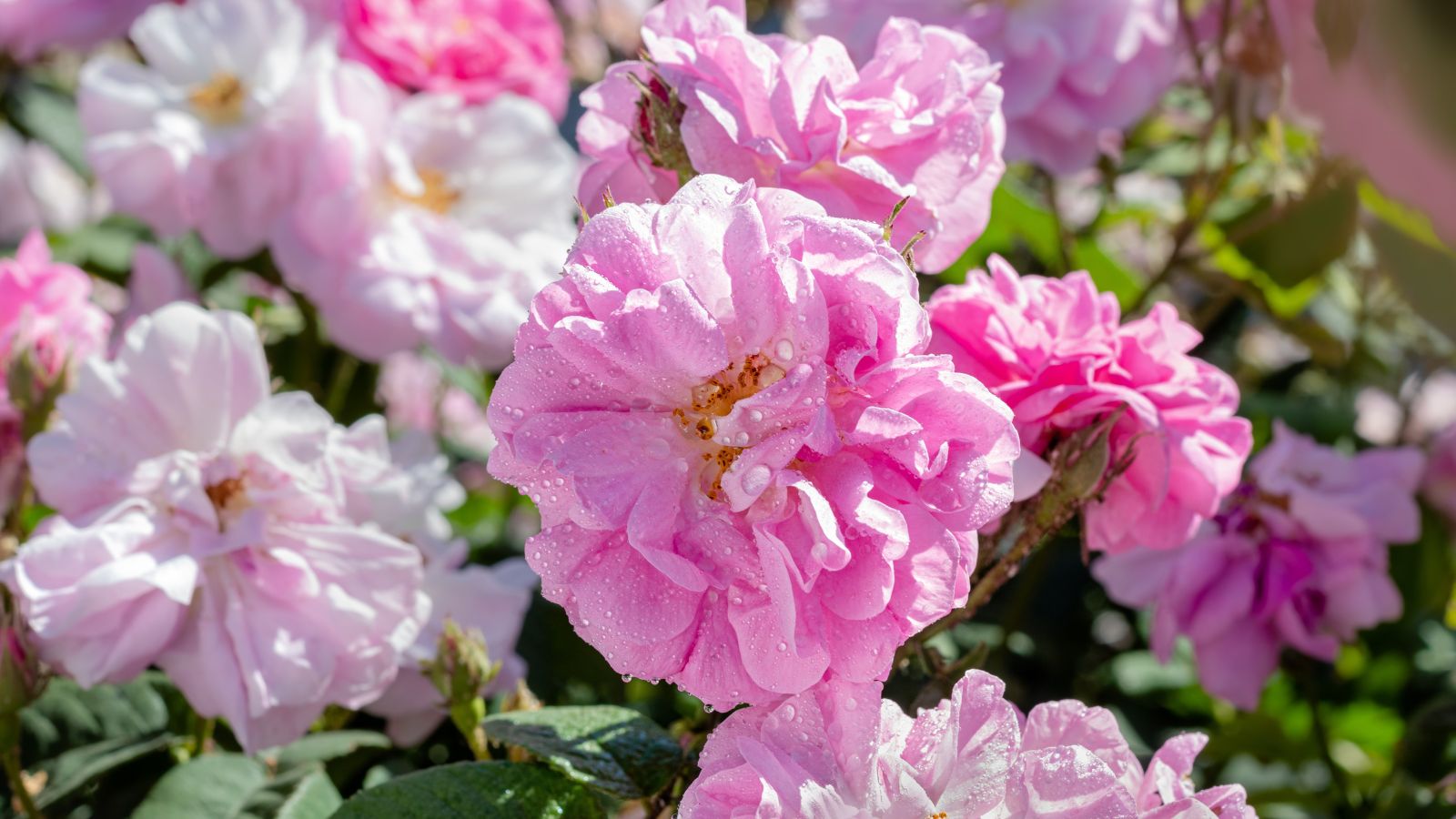 The correct solution to Plant, Develop, and Care For Autumn Damask Roses