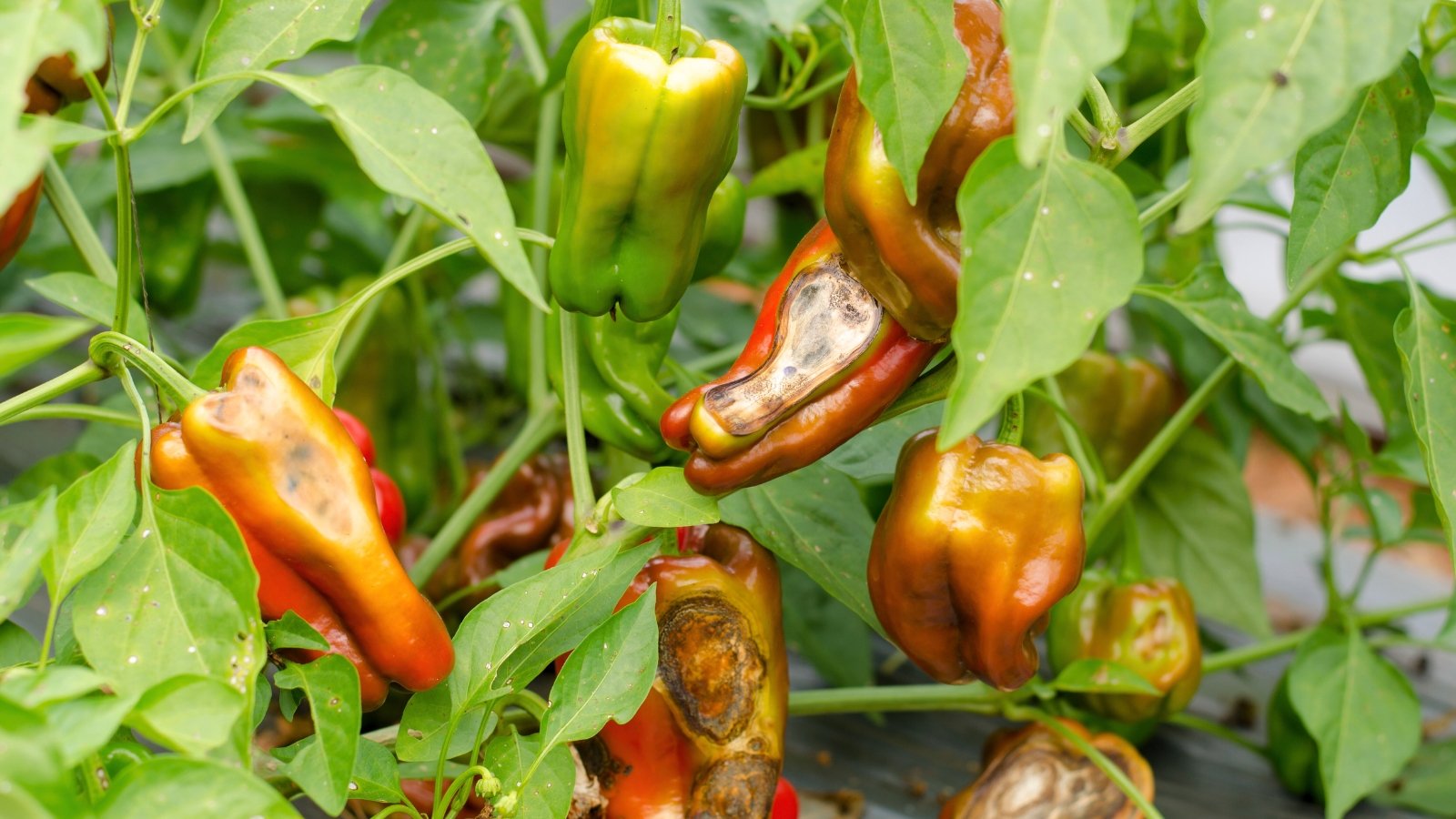 9 Widespread Pepper Sicknesses to Stay up for This Season