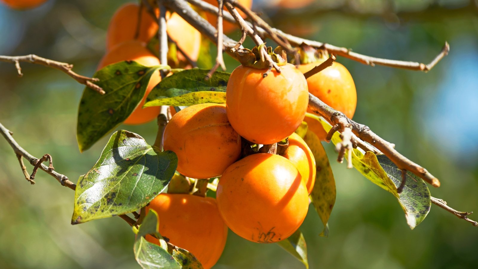 5 Persimmon Tree Illnesses and One of the simplest ways to Take care of Them