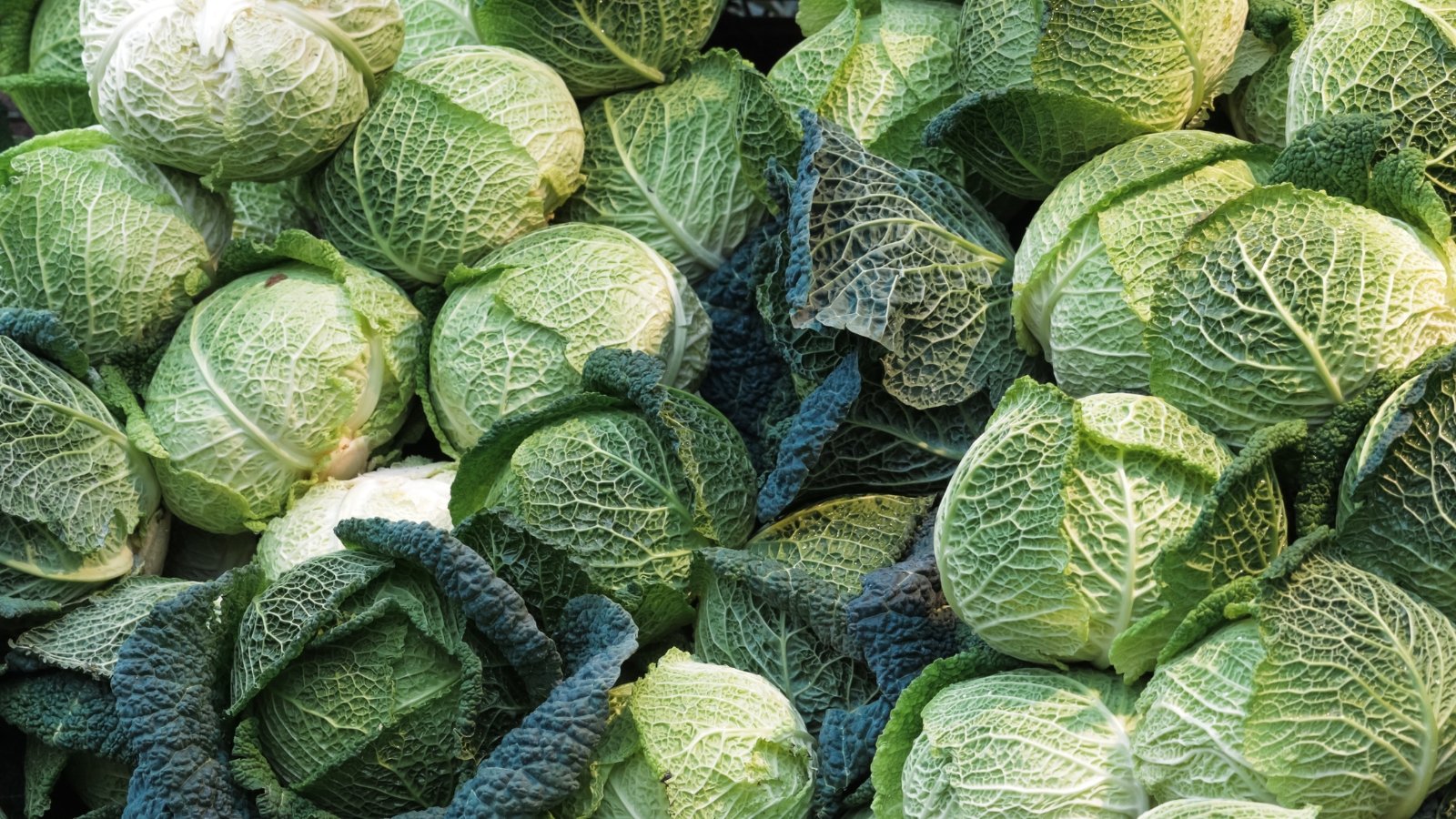 Tips about tips on how to Plant, Develop, and Care for Savoy Cabbage