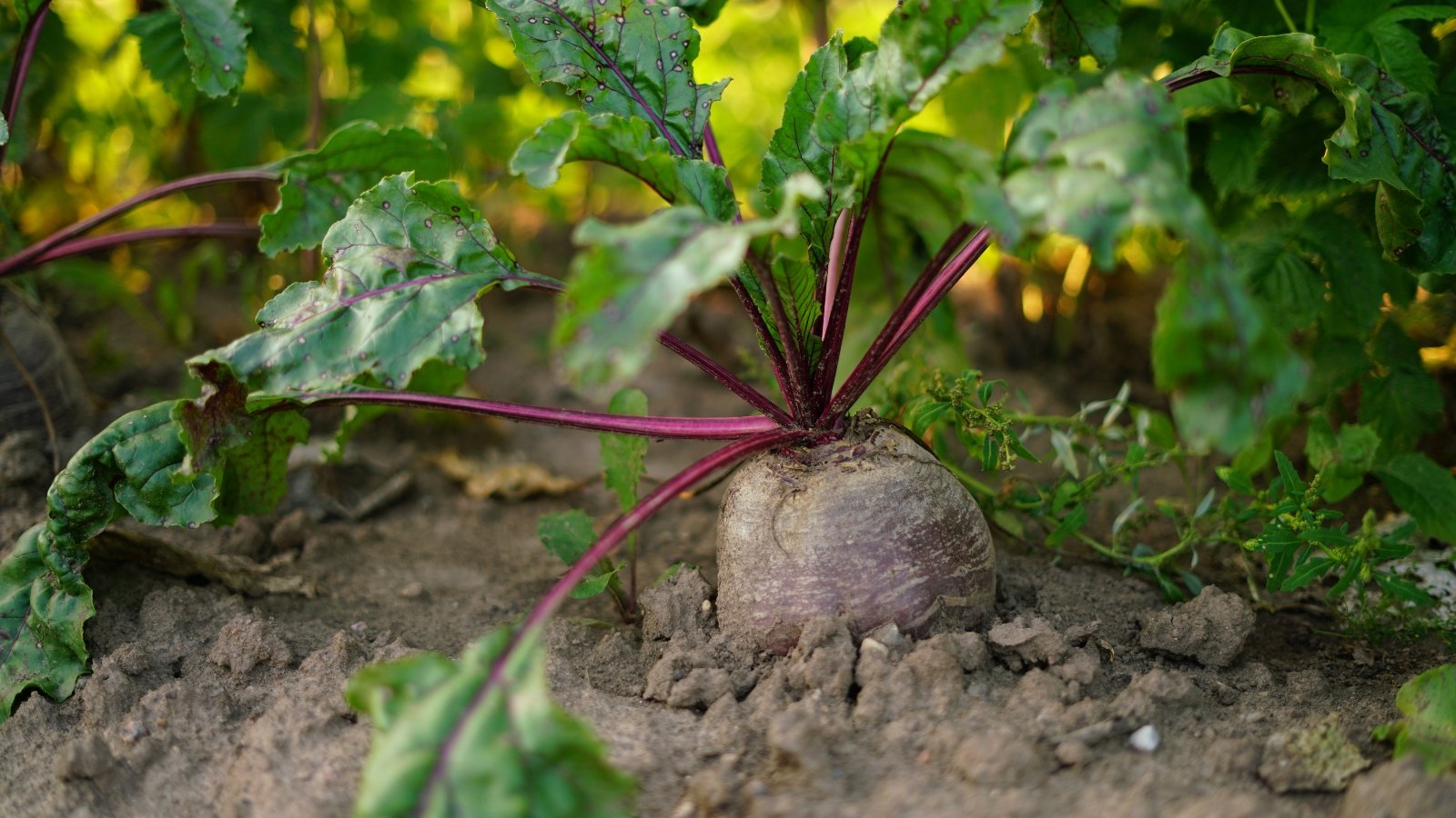 5 Indicators Your Beets are Capable of Harvest