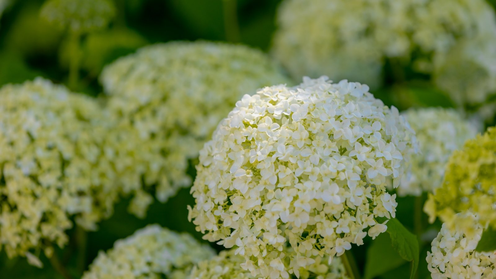 9 Sturdy Hydrangeas to Try if You Failed Sooner than: Our Hardiest Picks