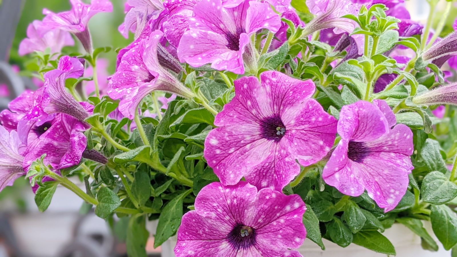 9 Strategies to Save Wilting Petunias