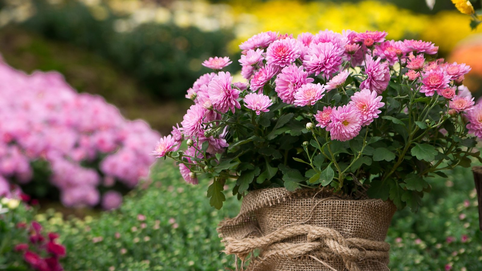 Our Favorite 19 Perennials That Current Off in Fall