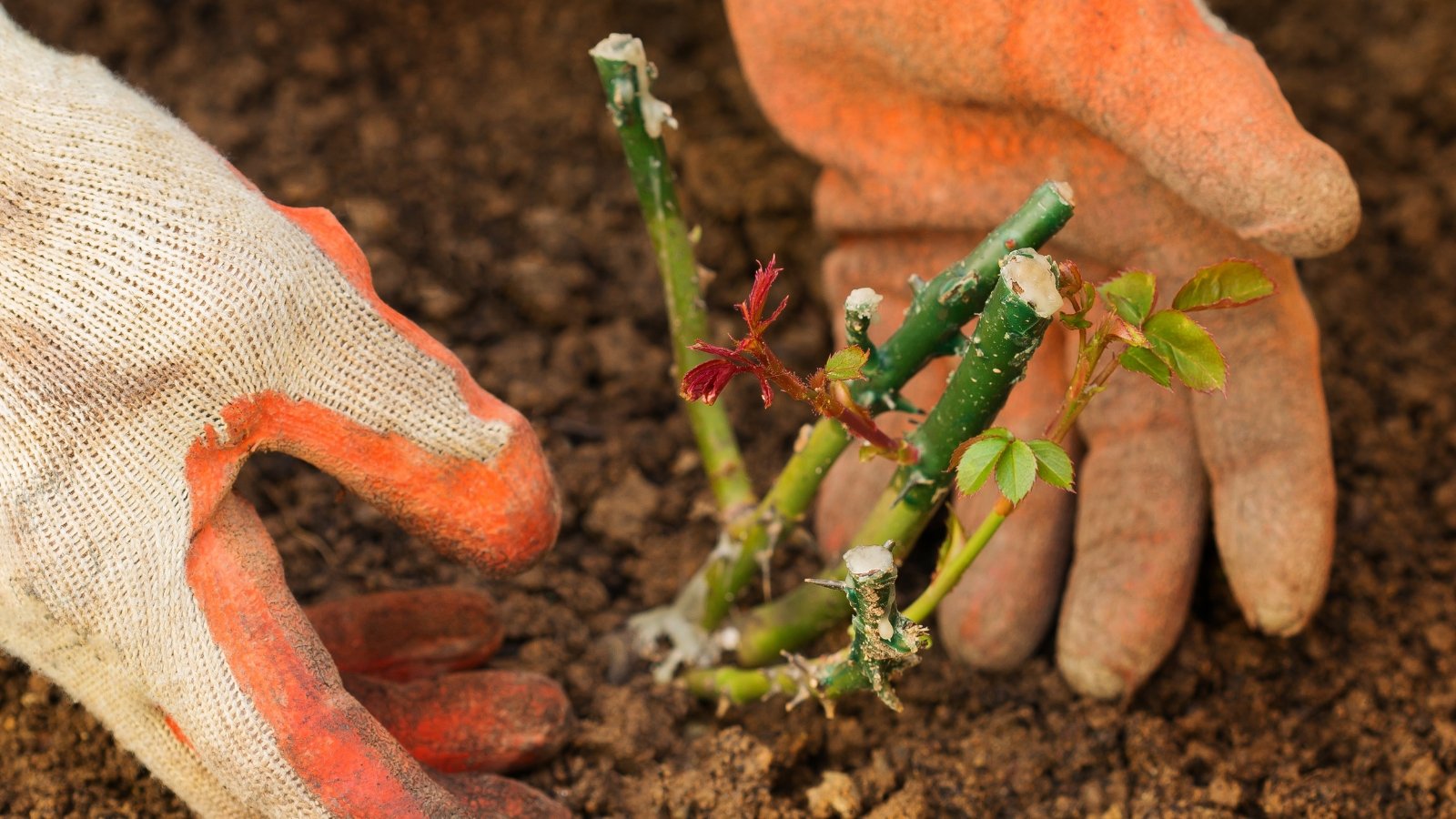 5 Benefits of Planting Roses inside the Fall