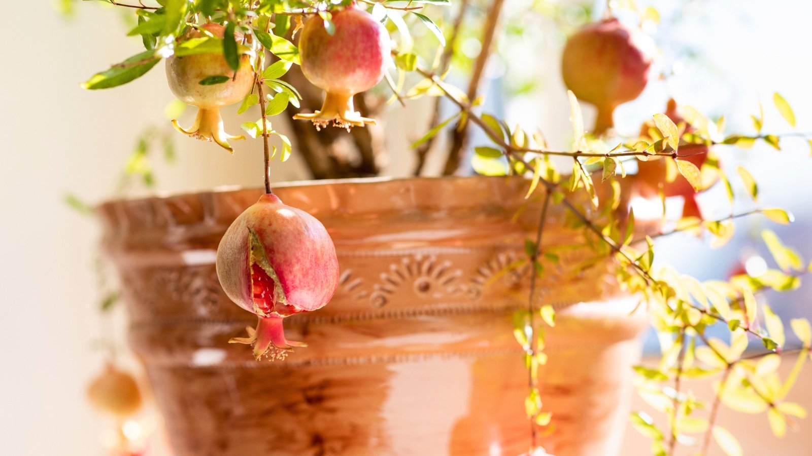 Recommendations on tips on how to Develop Pomegranate Timber in Pots and Containers