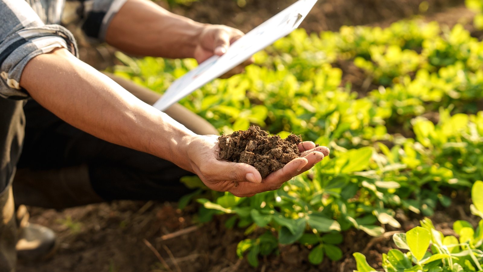 Sand, Clay, Loam, and Silt Soils